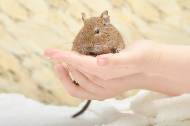 【獣医師監修】ペットとして人気!デグーの平均寿命や性格は?飼育方法も紹介!のサムネイル画像